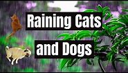 Did the Idiom "RAINING CATS AND DOGS" Really Come From Falling Pets? | Meaning and Origin