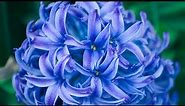 Beautiful Pictures Of Blue Flowers|Blue Flowers Wallpaper|Blue Flower Status|Blue Flowers DP|🌼