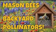 Mason Bees For BEGINNERS! - Learn how to start Mason Bees!🐝