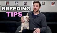 Breeding French Bulldogs - 5 Tips for New Breeders
