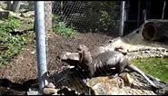 Giant otters freak out at the Philadelphia Zoo