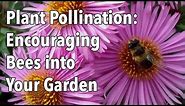 Plant Pollination - How to Encourage Pollinating Bees into Your Garden