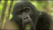 Gorilla Mating | Mountain Gorilla | BBC Earth