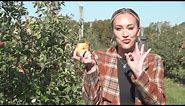 Fall fun for the whole family picking apples and pumpkins