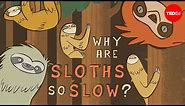 Why are sloths so slow? - Kenny Coogan