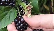 Panen buah berri hitam super | blackberry #short #fruits #tiktok