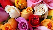 The Complete Rose Color Meanings Guide | ProFlowers