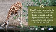 Giraffe Fact Sheet