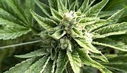 OG Kush Auto Cannabis Strain Week-by-Week Guide | Fast Buds