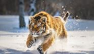 Дикая природа России Wildlife in Russia National Geographic 4K Ultra HD