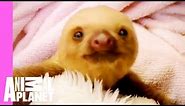 Baby Sloths Get Swaddled | Too Cute