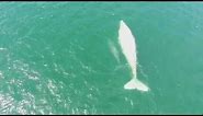 Rare albino whale spotted off the coast of Mexico