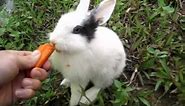 Rabbit Eating Carrots. Funny