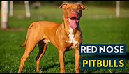 Red Nose Pitbull: Everything You Should Know About A Red Nose Pittie!