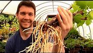 How to Grow GRAPE VINES from CUTTINGS Fast and Easy | Hardwood Cuttings of Grape Vines Propagation