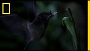 Tube-Lipped Nectar Bat | Untamed Americas