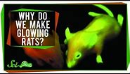 Why Do We Make Glowing Rats?
