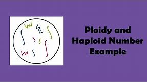 Ploidy and Haploid Number Example