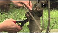 How to prune an apple tree | Garden Goals | Homebase