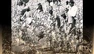 The cotton gin's effect on slavery