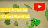 Clasificación de las plantas | Camaleón