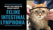 What You Need To Know About Feline Intestinal Lymphoma: VLOG 98
