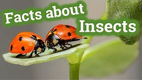 Facts about Insects for Kids | Learning Video