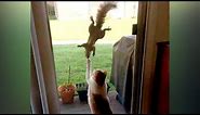 You'll be SURPRISED that SQUIRRELS CAN BE FUNNIER THAN CATS - Funny ANIMAL compilation
