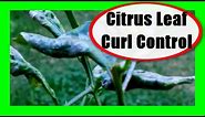 Citrus Leaf Curl Treatment: Citrus Leaf Curling Disease