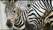 Zebras: Solving the Mystery Behind the Stripes