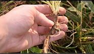 How To Harvest Wild Carrot, Queen Anne's Lace, Daucus Carota - Wild Edibles
