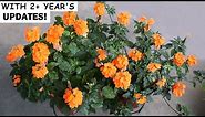 RIGHT Way To GROW & CARE for Crossandra/Firecracker Flower