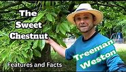 Sweet Chestnut Tree Identification (Castanea sativa) Features and Facts