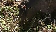 Armadillo Rooting Around, Another Day in Paradise… #wildlife #nature #hunting