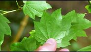 vine maple - Acer circinatum. Identification and characteristics