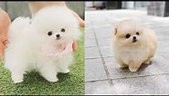 Cutest Teacup Pomeranian Puppies Compilation 2