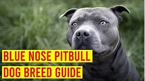 Blue Nose Pitbull Dog Breed Profile From Puppy To Adult