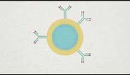 B-cell, Plasma and Memory cell Animation