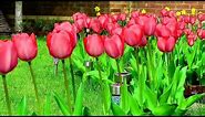 How To Grow Beautiful Tulip Flowers in your Garden, like a Dream?