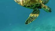 live sea turtle wallpaper