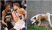 Phoenix Suns Complete Improbable Comeback Win After Puppy Pees On Logo At Halftime; Does This Need To Become A New Tradition?