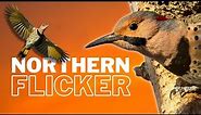 Learn All About the Northern Flicker | Overview