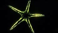 The weird, wonderful world of bioluminescence - Edith Widder