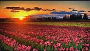 Beautiful Field of Tulips USA Animated backgrounds wallpaper for Pc & Mobiles 1080p hd
