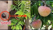 How to Grow custard apple seed | aata fal | seed germination