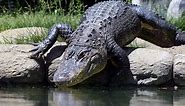 American Crocodile vs American Alligator: What’s the Difference?