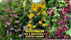 8 Fragrant Vines for a Beautifully Scented Garden