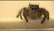 Phidippus Carolinensis Jumping Spider Being Cute