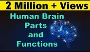 Human Brain | Parts & Functions | Cerebrum & Cerebellum | Biology | LetsTute