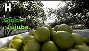 Taiwan Giant Green Apple Farm - Awesome Green Jujube Cultivation Technology @HappyFarm85